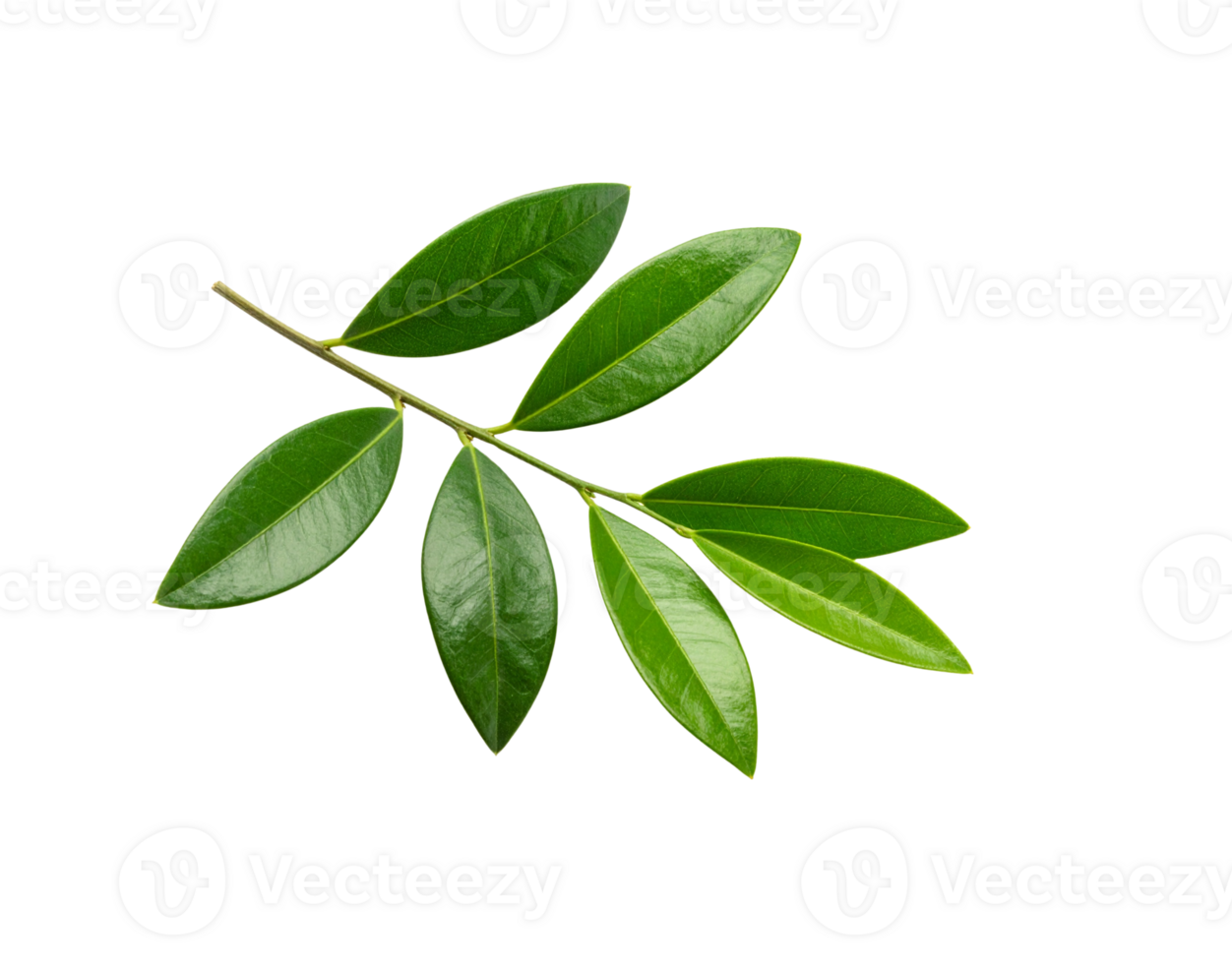 Olive Branch with Green Leaves Fresh Natural and Vibrant Foliage Detail. png