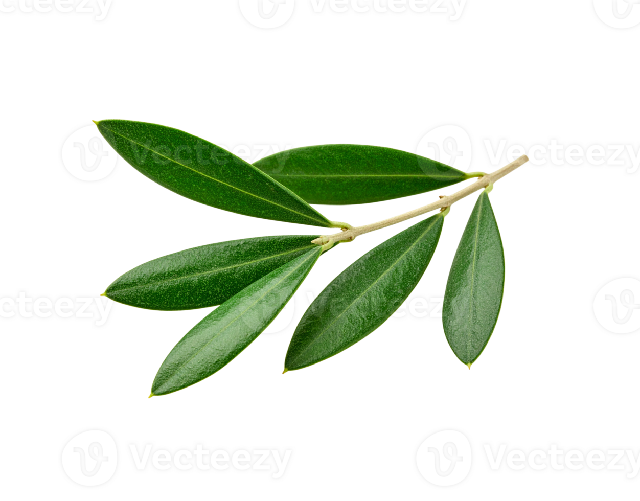 Olive Branch with Green Leaves and Brown Stem Isolated CloseUp. png
