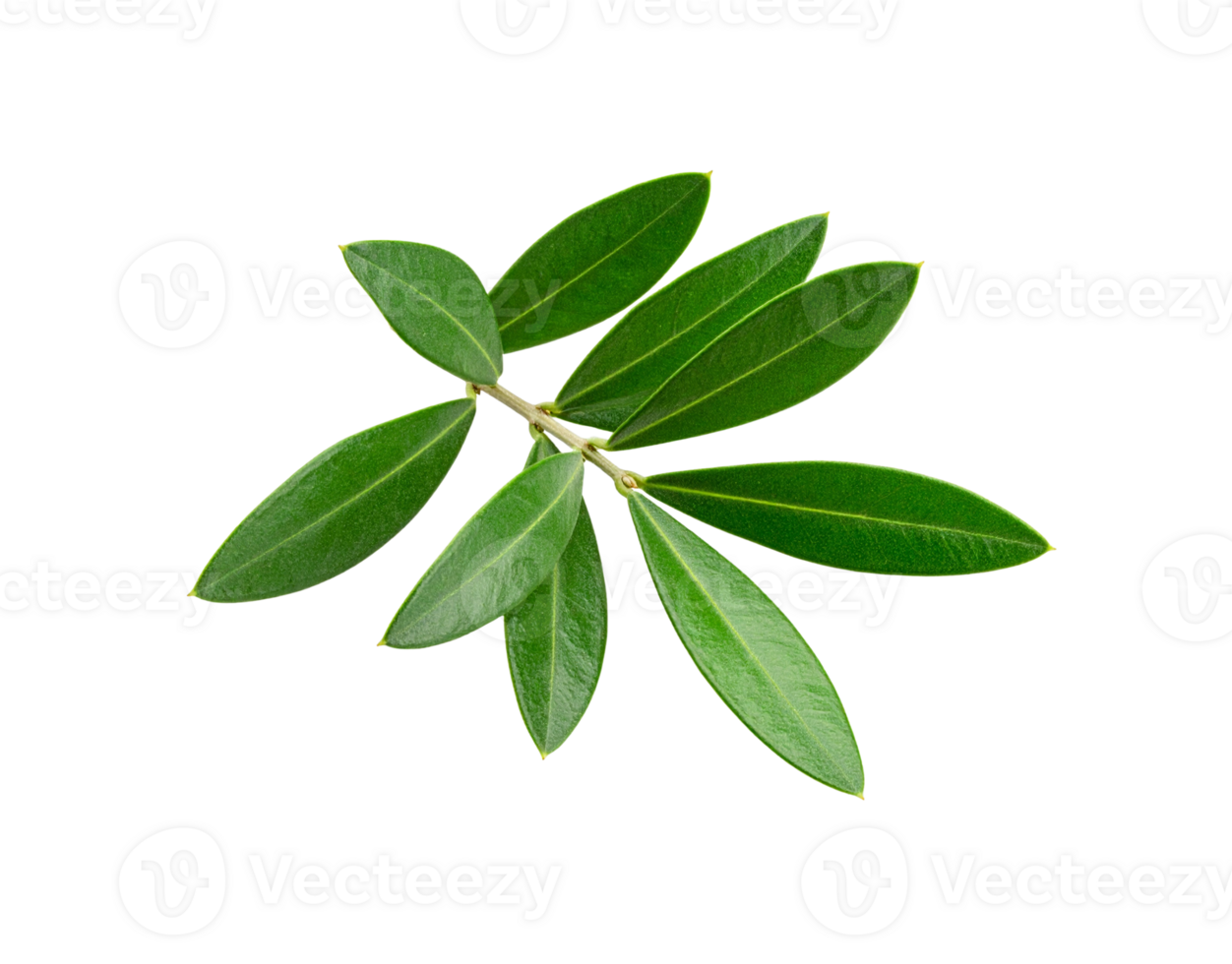 Olive Branch with Green Leaves Fresh and Vibrant Foliage Detail. png