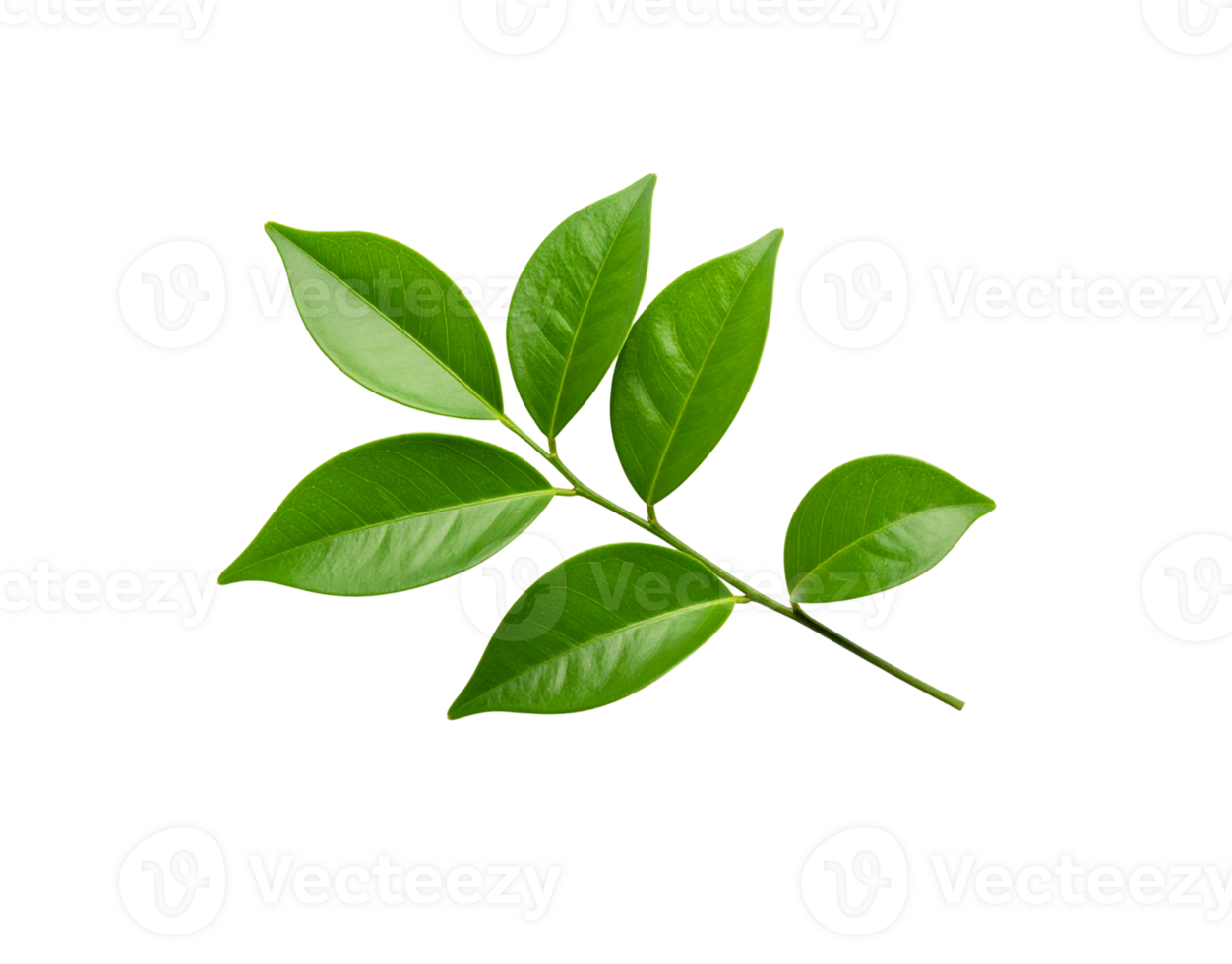 Fresh Green Leaves on a Branch Isolated on White Background. png