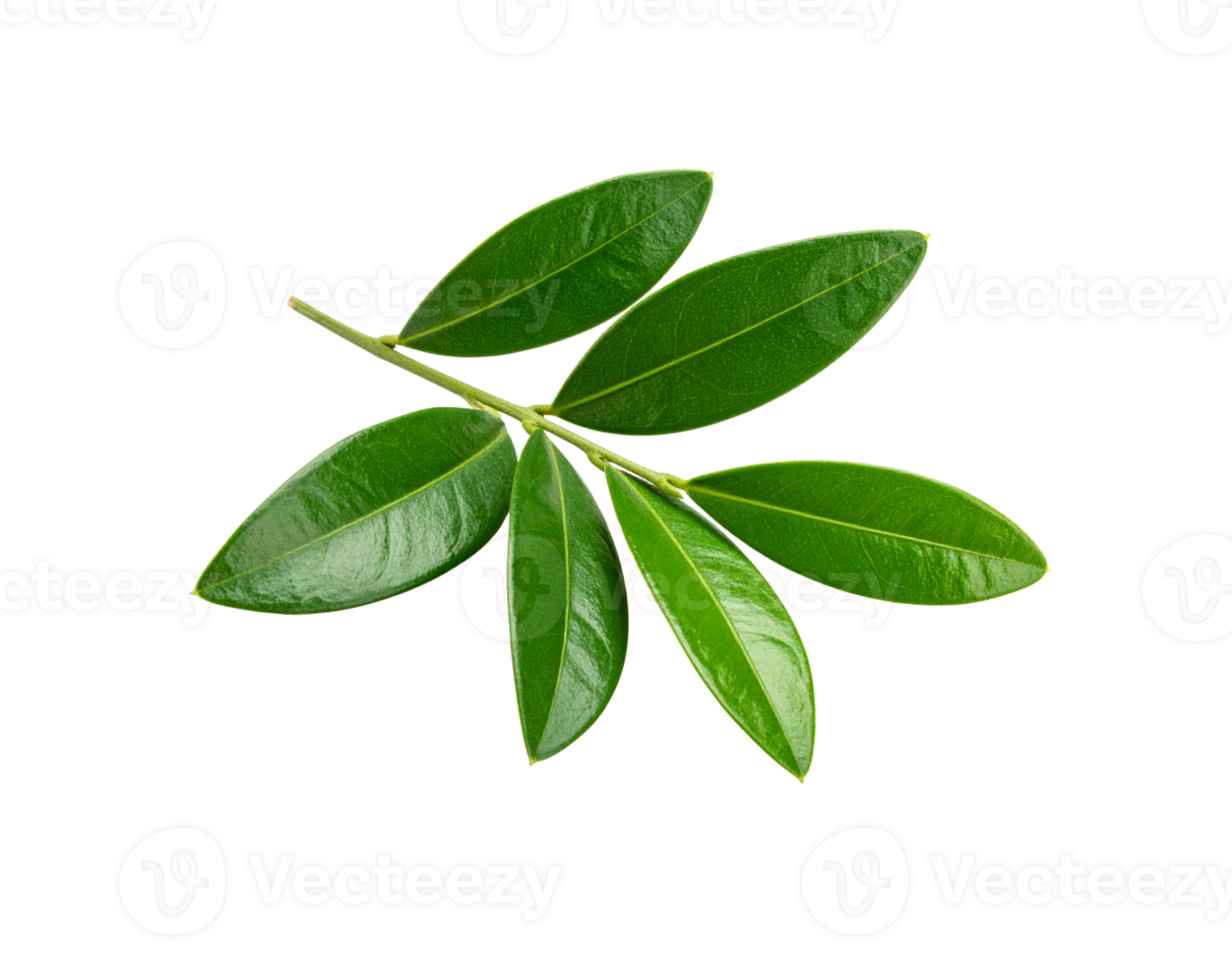 Fresh Green Olive Branch with Glossy Leaves on White Background. png