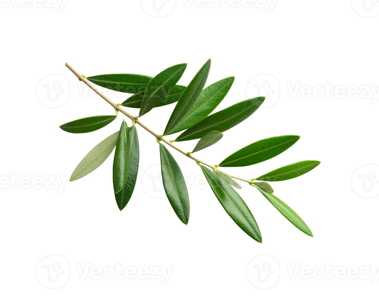 Olive Branch with Green Leaves Textured Surface Natural Beauty Isolated. png