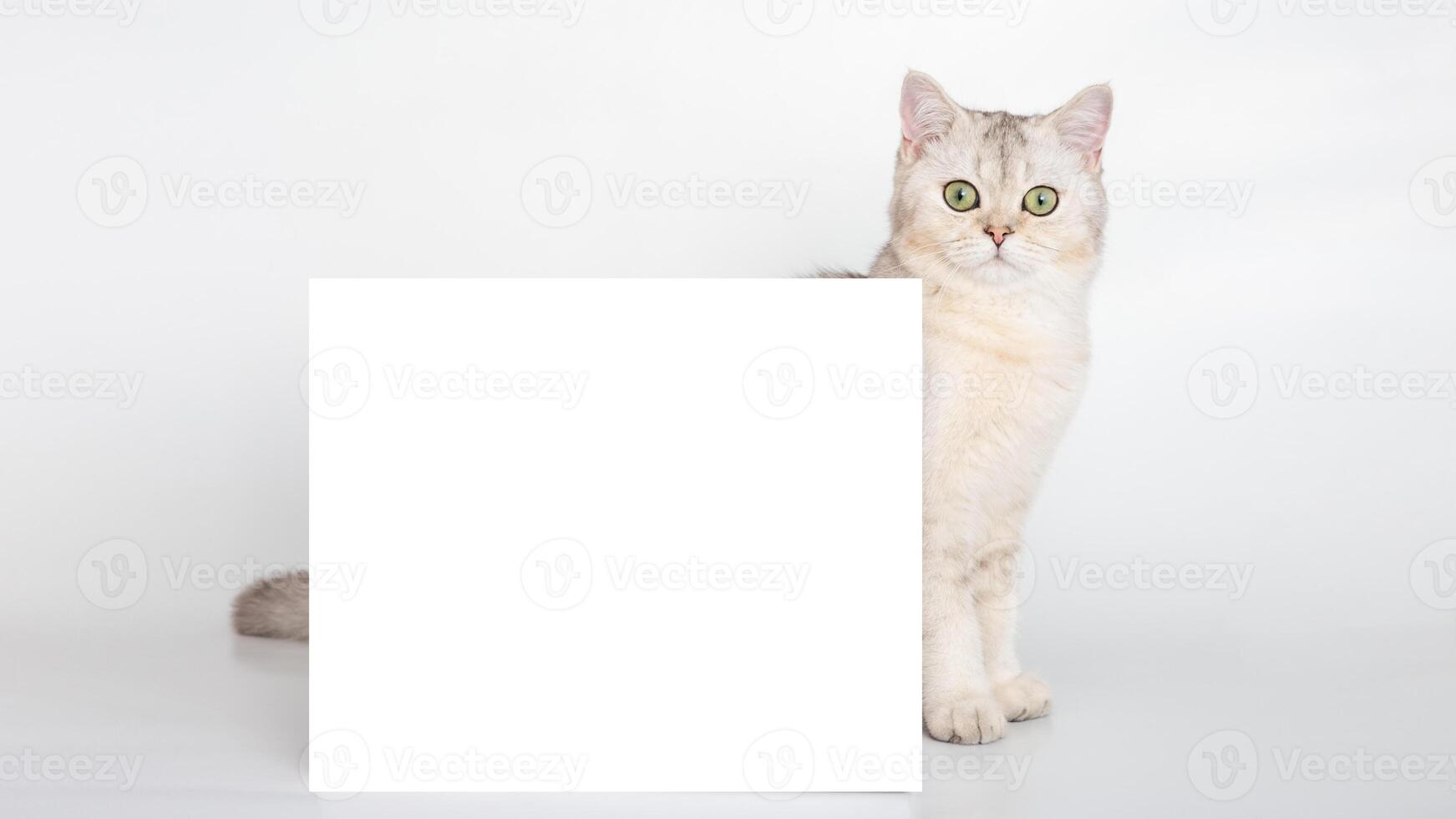 A beautiful white British cat stands behind a horizontal postcard with a place for your text photo
