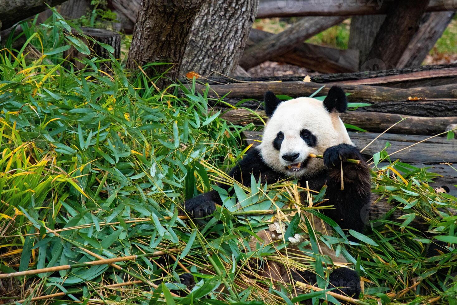 Cute panda biting and chewing bamboo branches photo