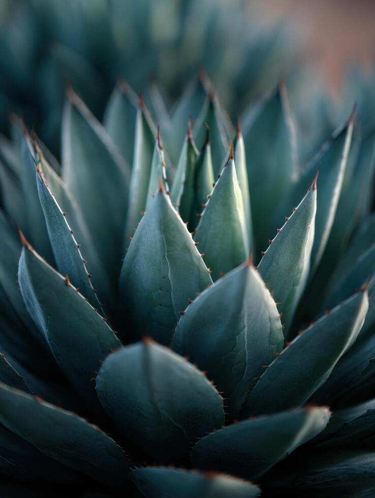 The Geometric Beauty of the Desert Agave Plant photo
