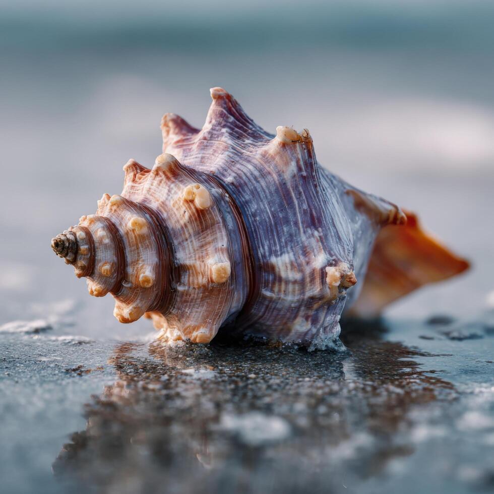 The Spiral Pattern Of A Conch Shell In A Close Up photo