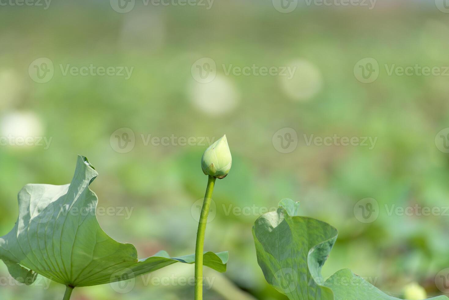 Lotus flower bud in the field of lotus photo