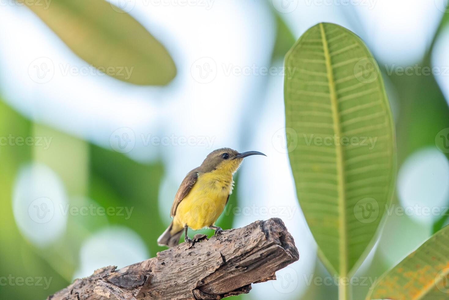 A small bird perched on a branch in the woods photo