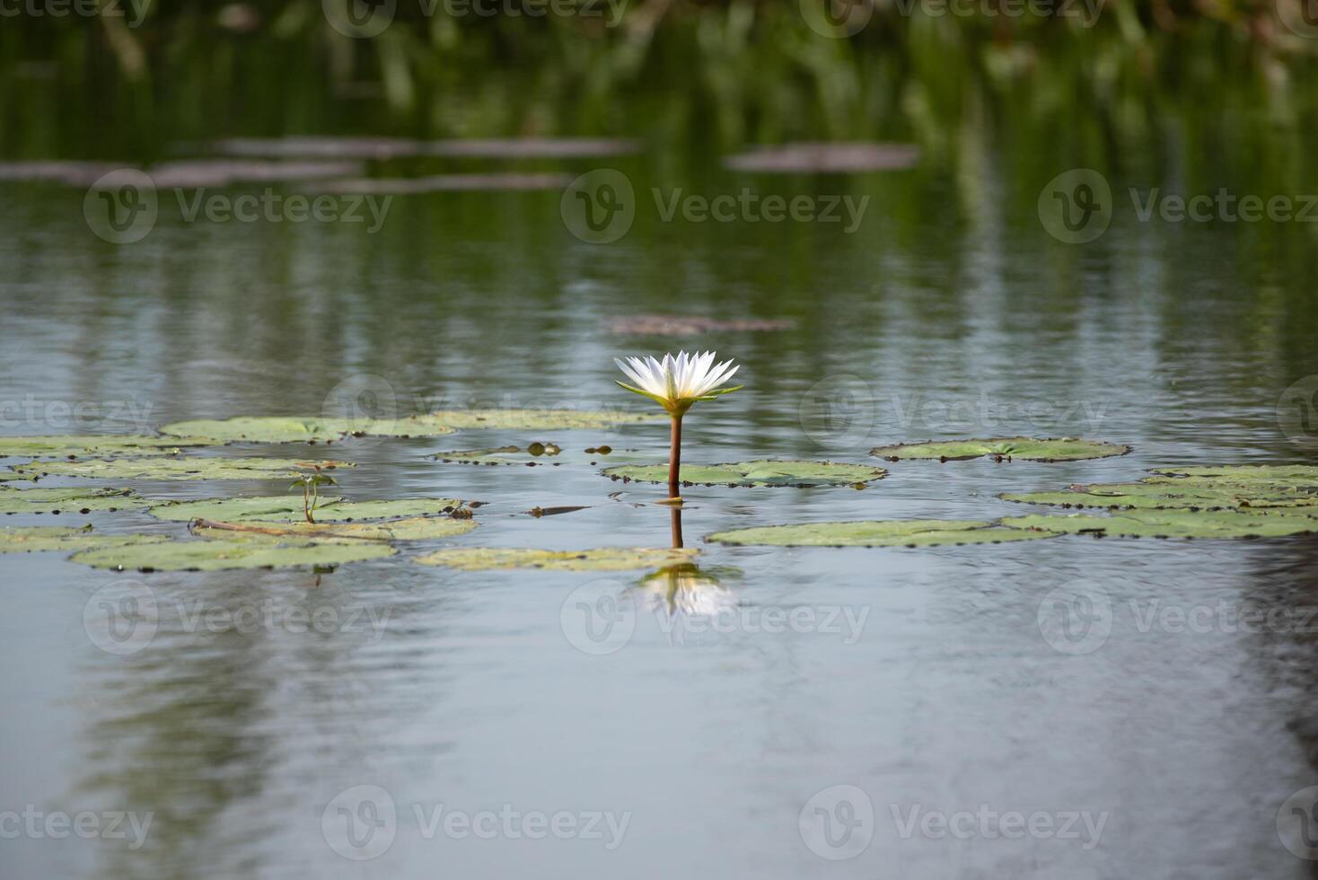 A single white water lily floating in a pond photo
