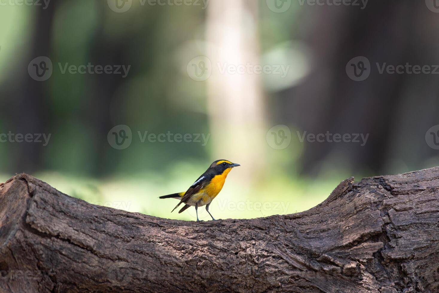 A yellow and black bird perched on a tree branch photo