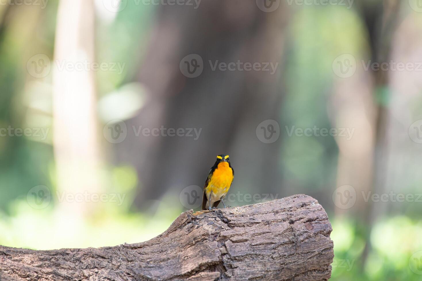 A small bird is perched on a tree branch photo