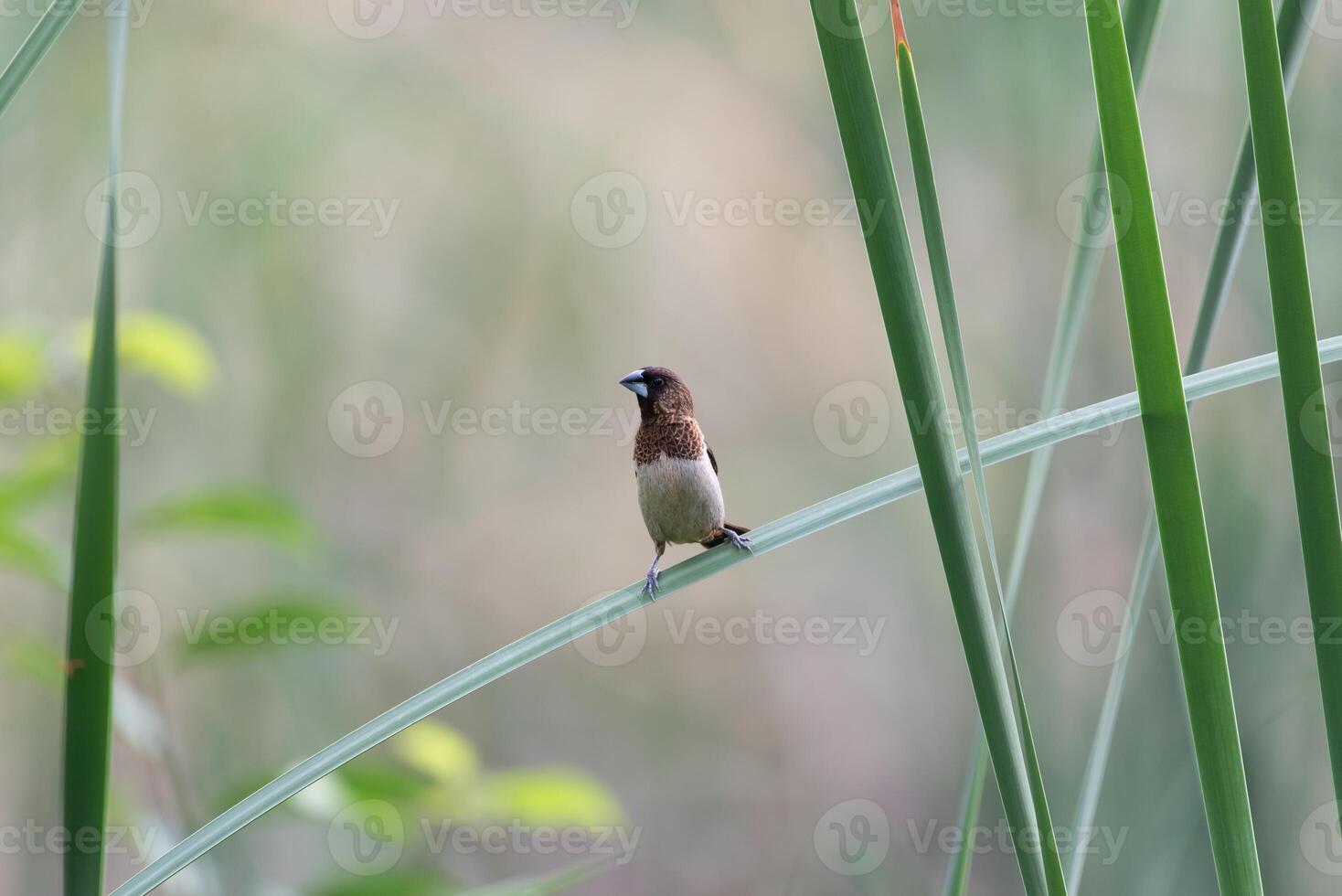 A bird sitting on a tall reed photo