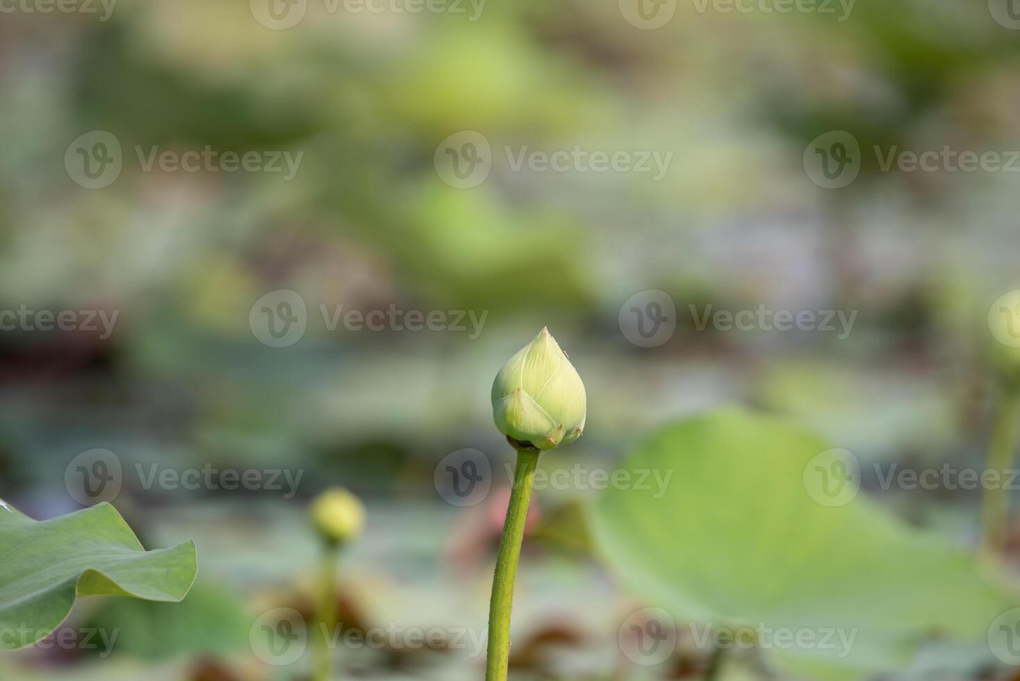 Lotus flower bud in the water photo