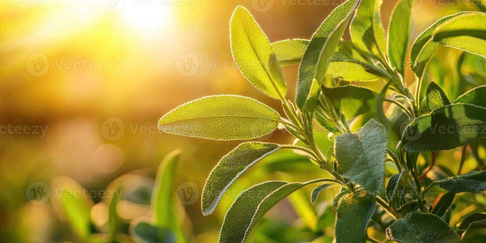 Sage Plant Leaves Illuminated By Warm Sunlight In A Garden. Herbal Plant Symbolizing Natural Healing And Tranquility photo