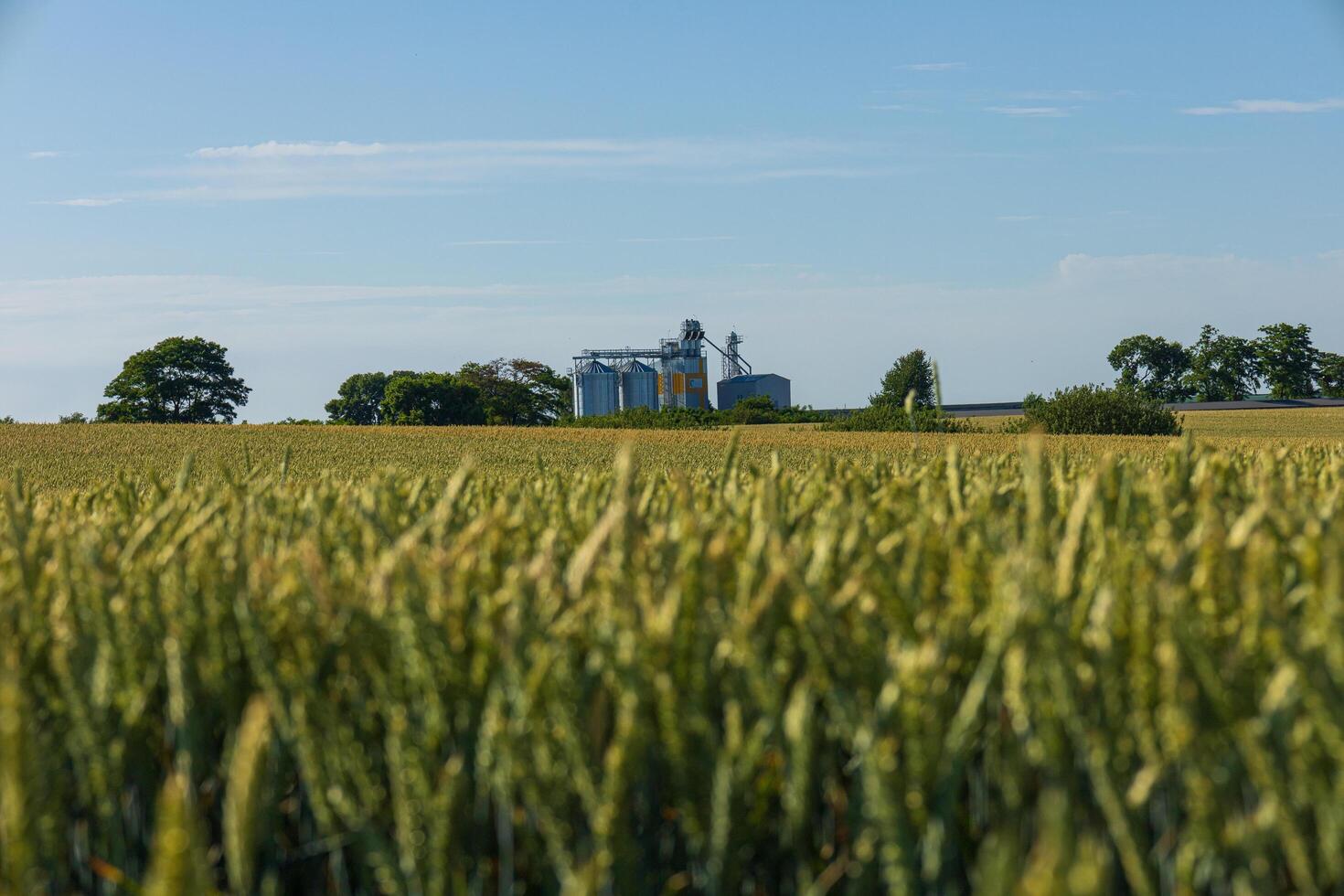 Tall wheat stalks sway gently in the breeze, framing a modern grain storage facility under a bright blue sky photo