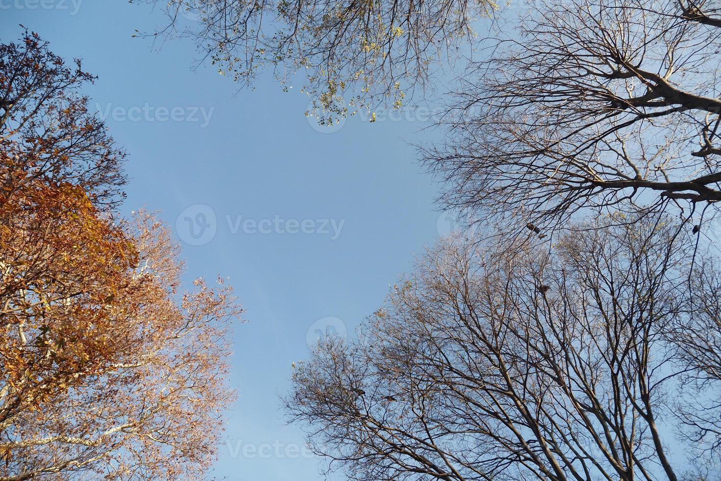Autumn leaves and bare trees under a clear blue sky photo