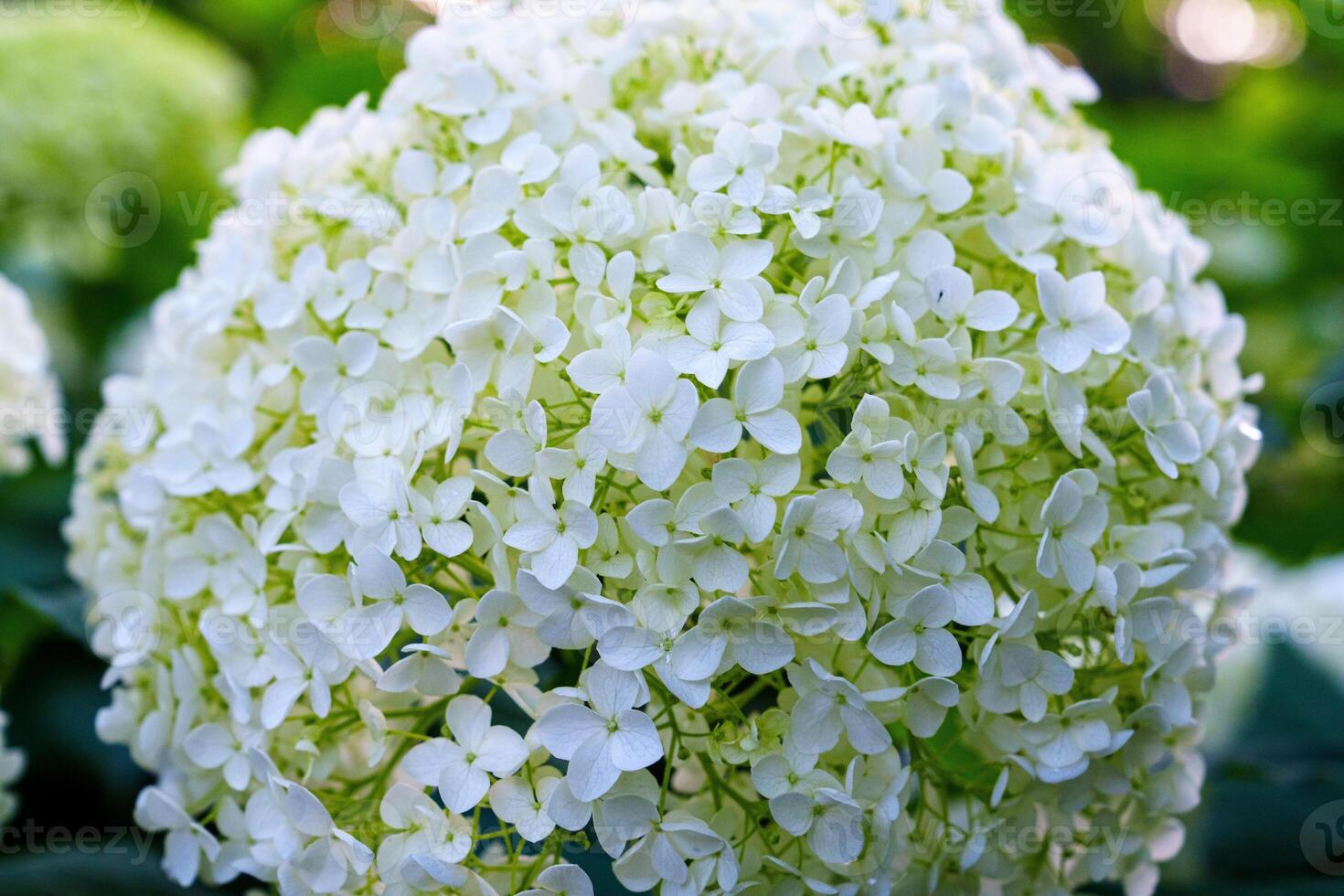 This stunning white hydrangea blossom showcases delicate petals and a lush bloom, offering natural elegance for your designs. Perfect for floral arrangements or enhancing creative projects. photo