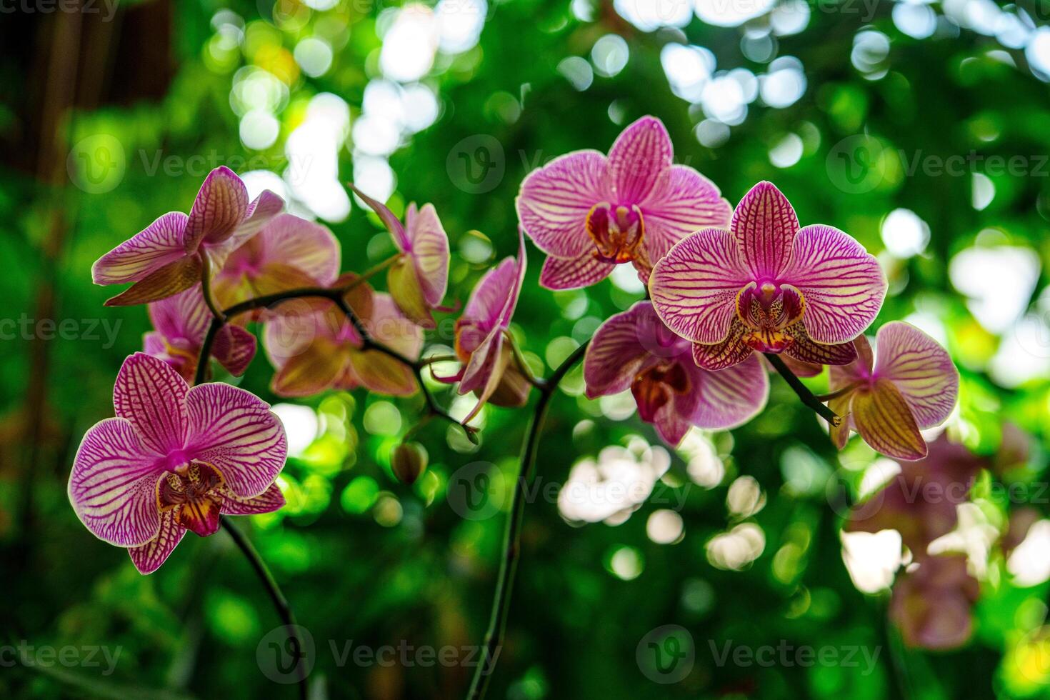 Experience the beauty of pink striped orchids in this captivating image. Their delicate petals and intricate patterns make it a perfect choice for nature lovers and floral enthusiasts. photo