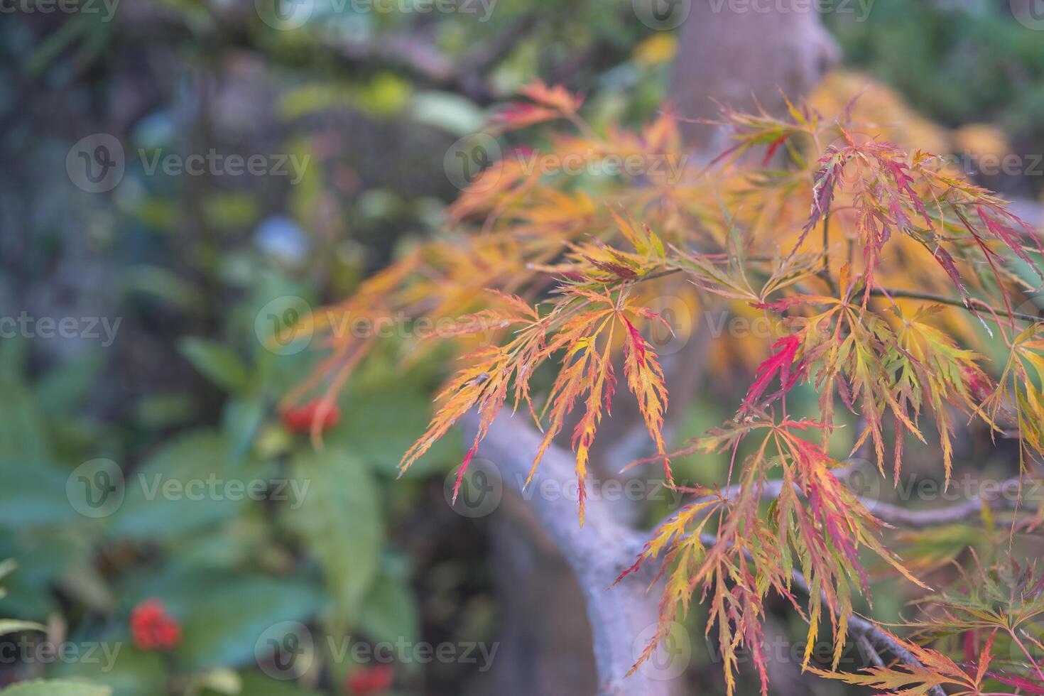 Colorful leaves of a Japanese maple tree in soft focus background. Kyoto, Japan photo