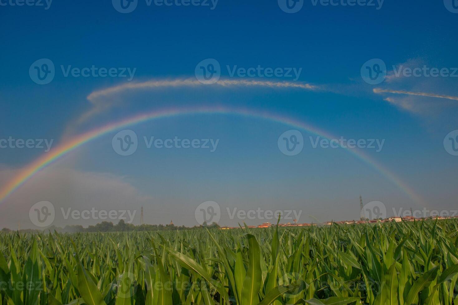 Sprinkler irrigation of a corn field photo