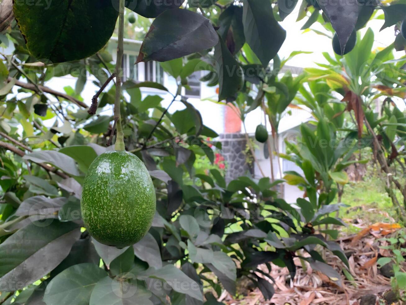 fruit travel nature active recreation vegetation landscapes sun photo