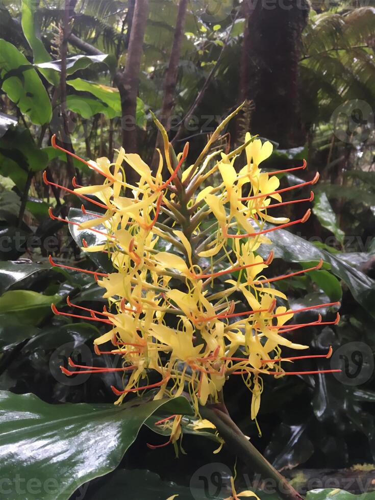 tropical flower travel nature active recreation vegetation landscapes sun photo