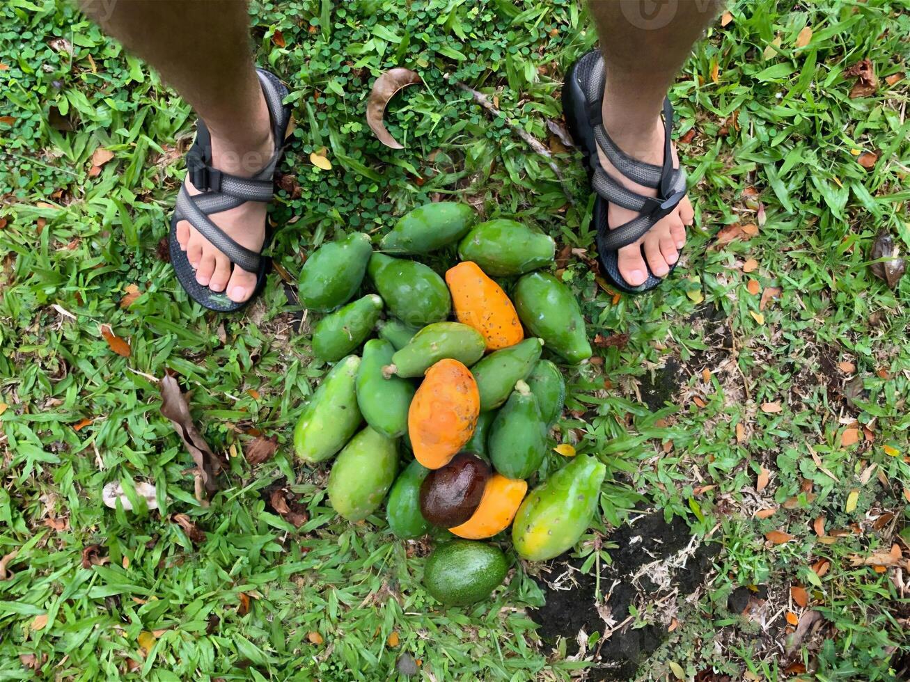 tropical fruits travel nature active recreation vegetation landscapes sky sun photo