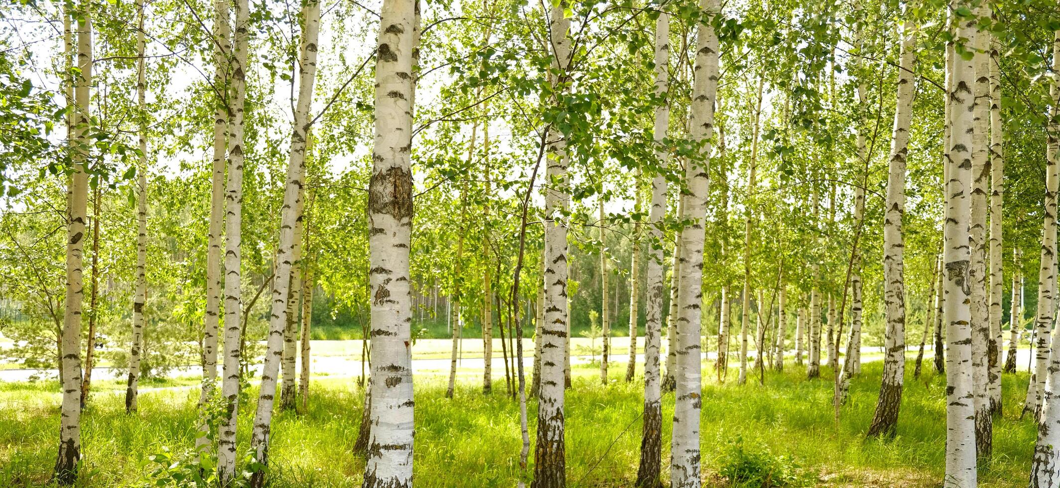 Bright birch forest with slender white trunks and vibrant green leaves. Sunlight softly filters through the foliage. Peaceful, natural atmosphere. Poster photo