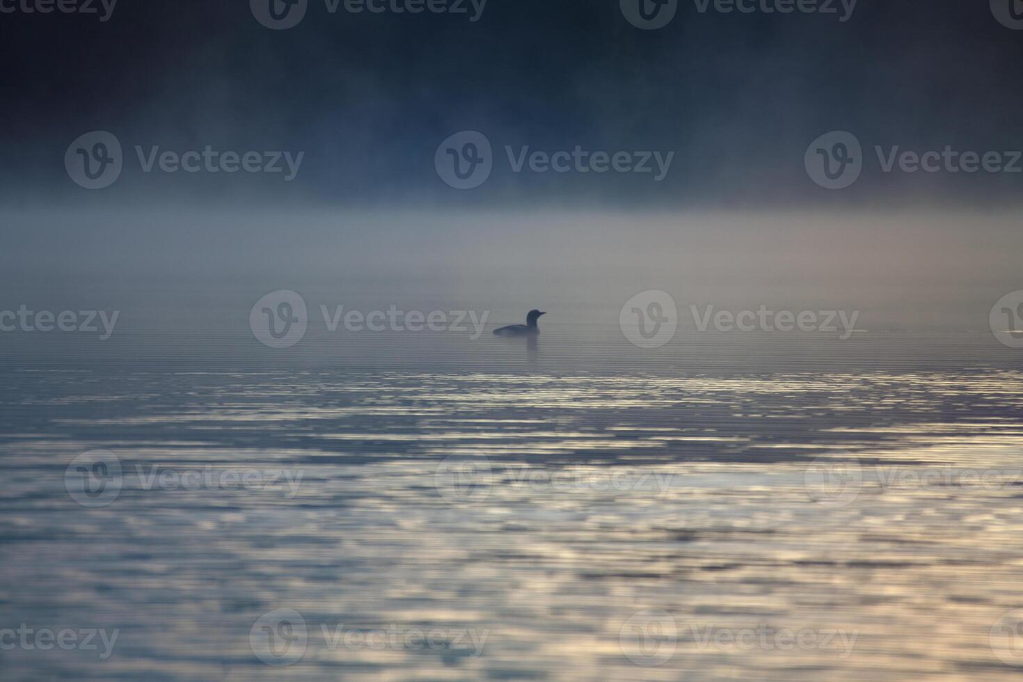 ingle bird glides silently over the misty lake in the morning light. photo