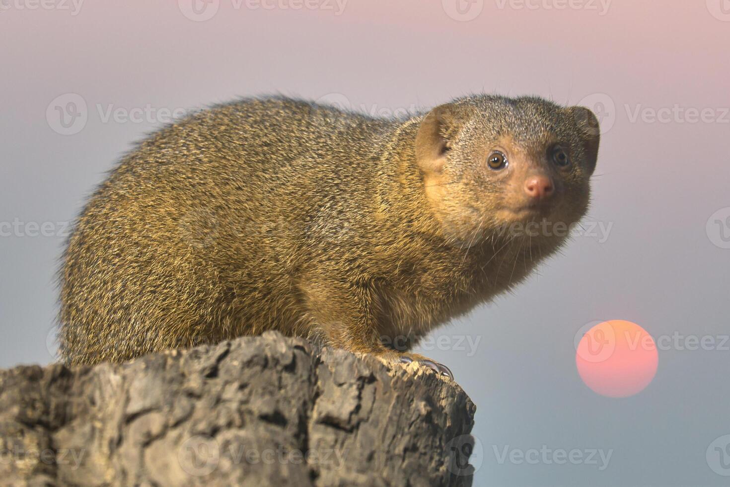 Dwarf mongoose on a tree stump in natural environment, alert and curious, with detailed photo