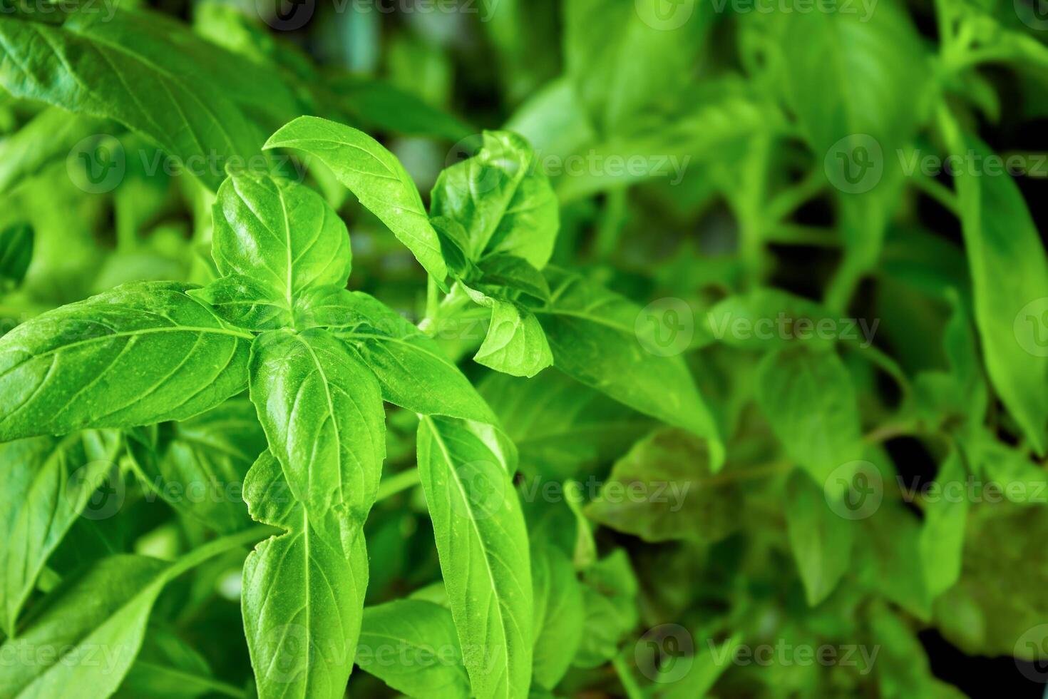 Green basil leaves photo