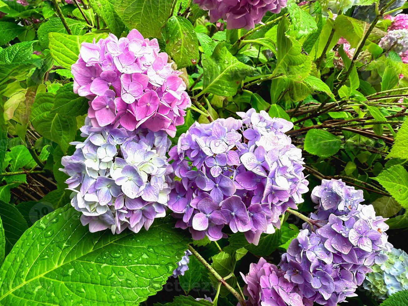 Pastel colored hydrangea blooming in the garden photo