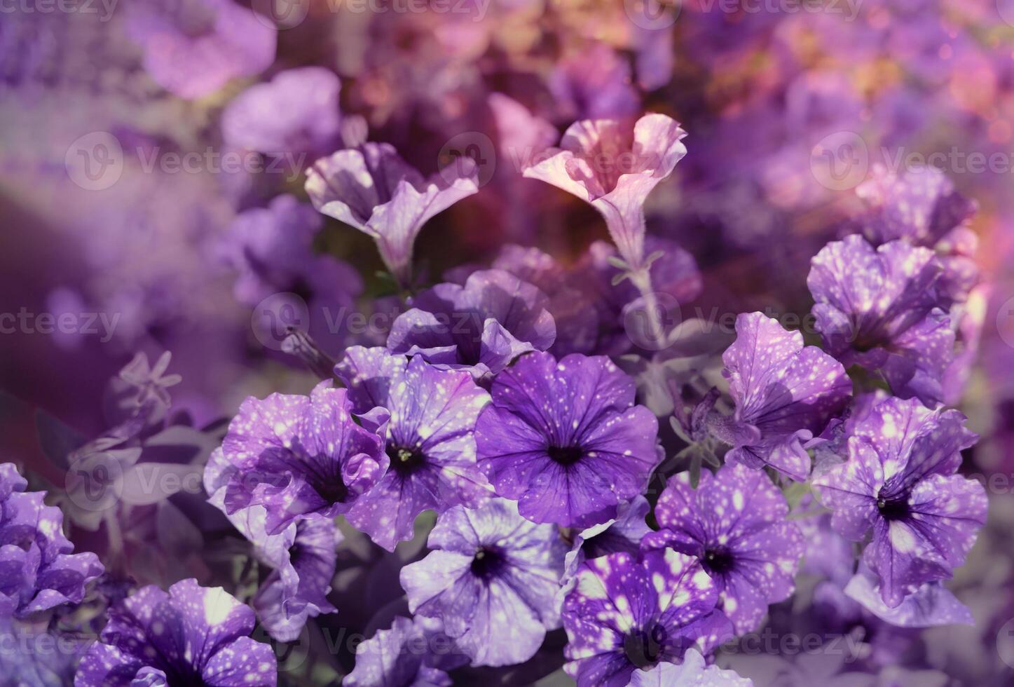 background flowers petunia, purple color, A close up of a purple flower photo