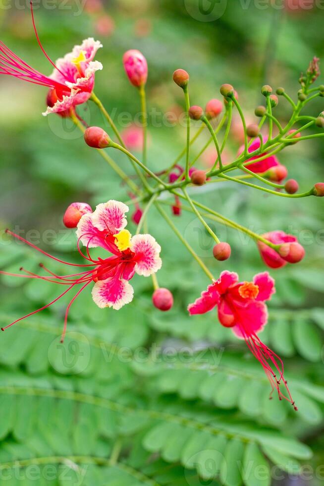 closeup of a vibrant Pride of Barbados flower with red and yellow petals and long, graceful stamens against a blurred background of green foliage photo