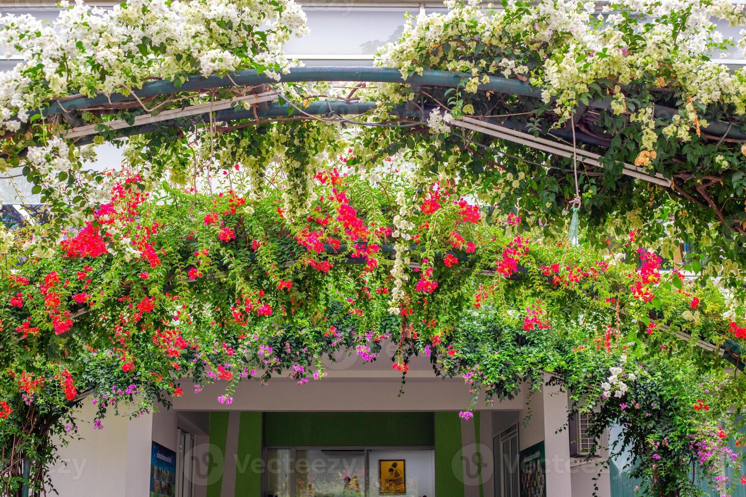 A picturesque arch covered in lush greenery with cascading white and red bougainvillea flowers frames the entrance to the building photo