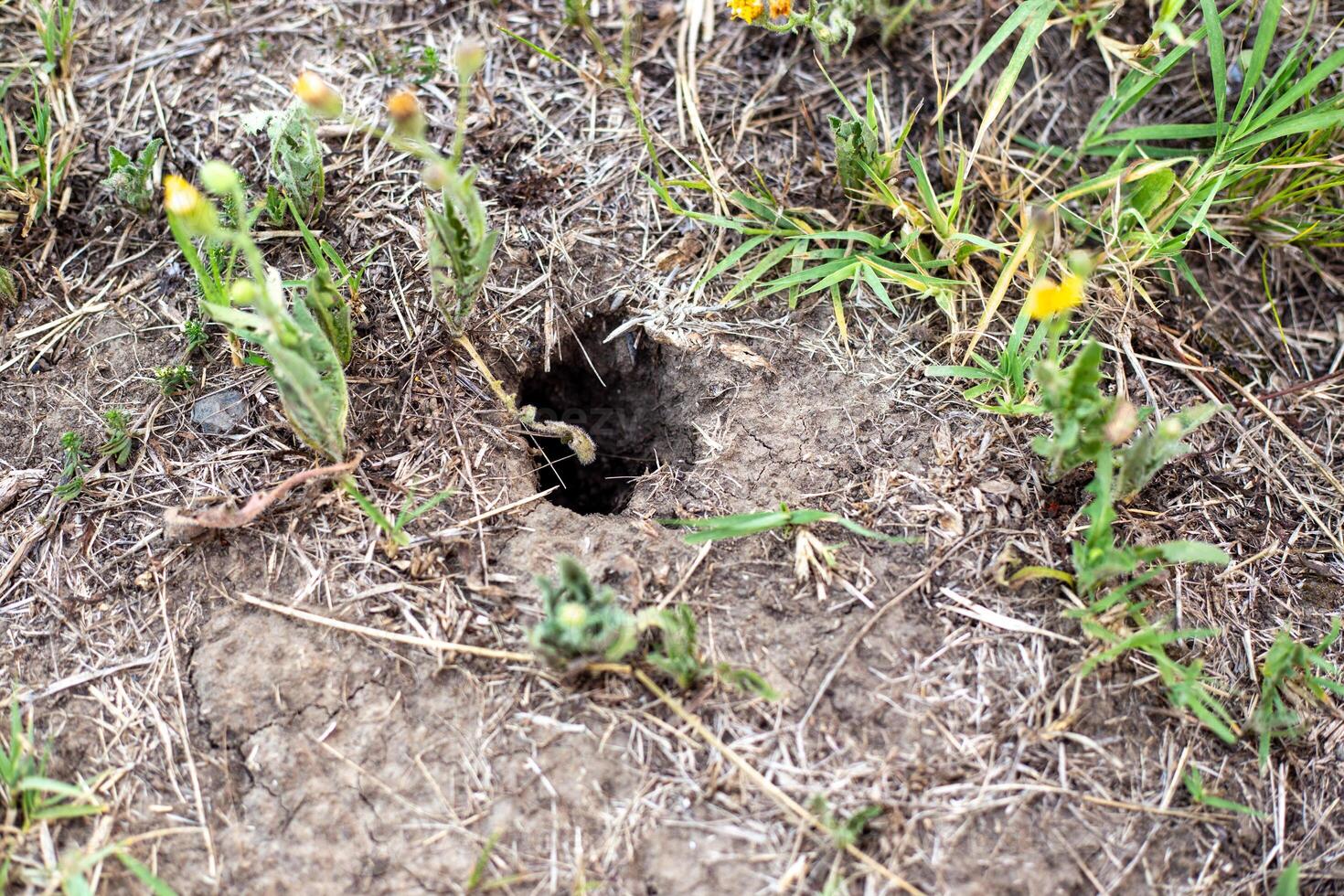 A hole of an animal is visible in the ground. A snake or mole hole photo