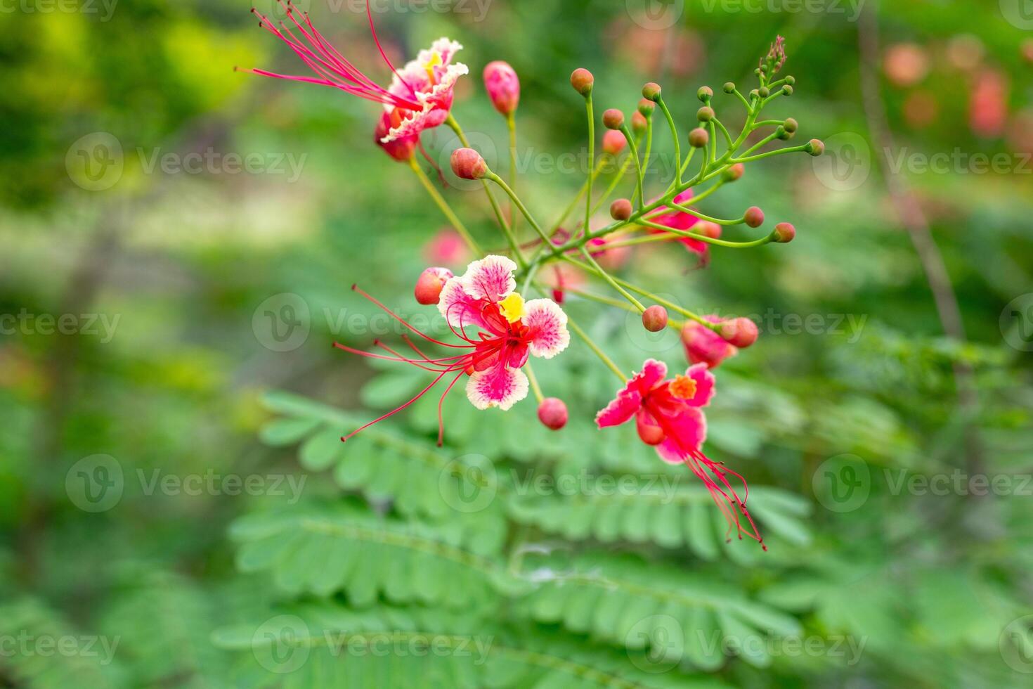 A closeup of a vibrant Pride of Barbados flower with red and yellow petals and long, graceful stamens against a blurred background of green foliage photo
