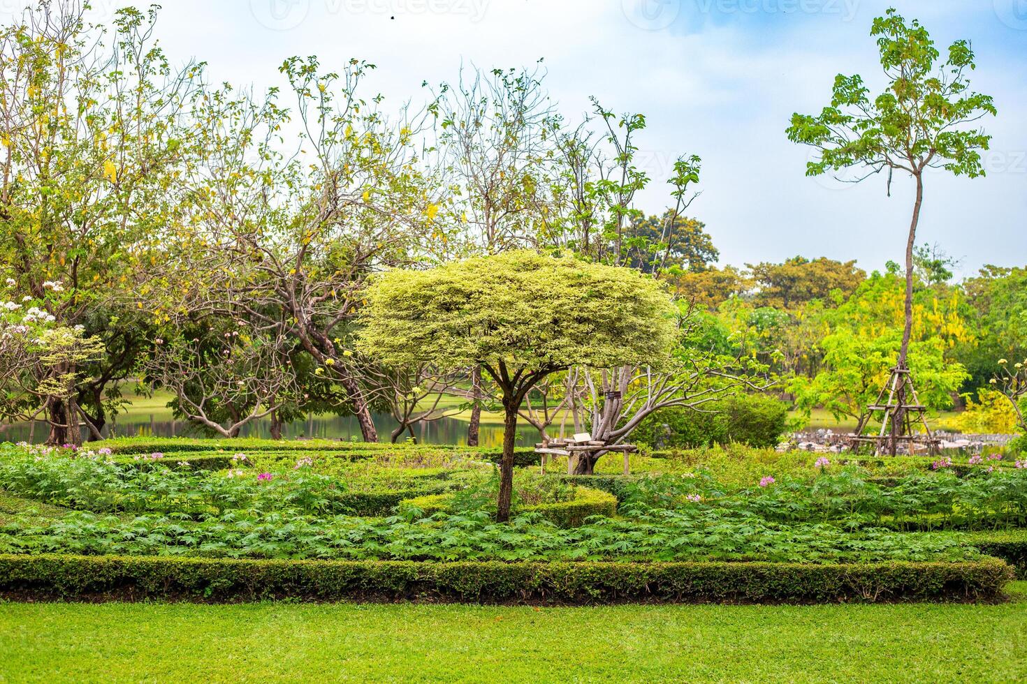 A neatly maintained garden with neatly trimmed hedges and a tree creates a peaceful landscape in the park photo