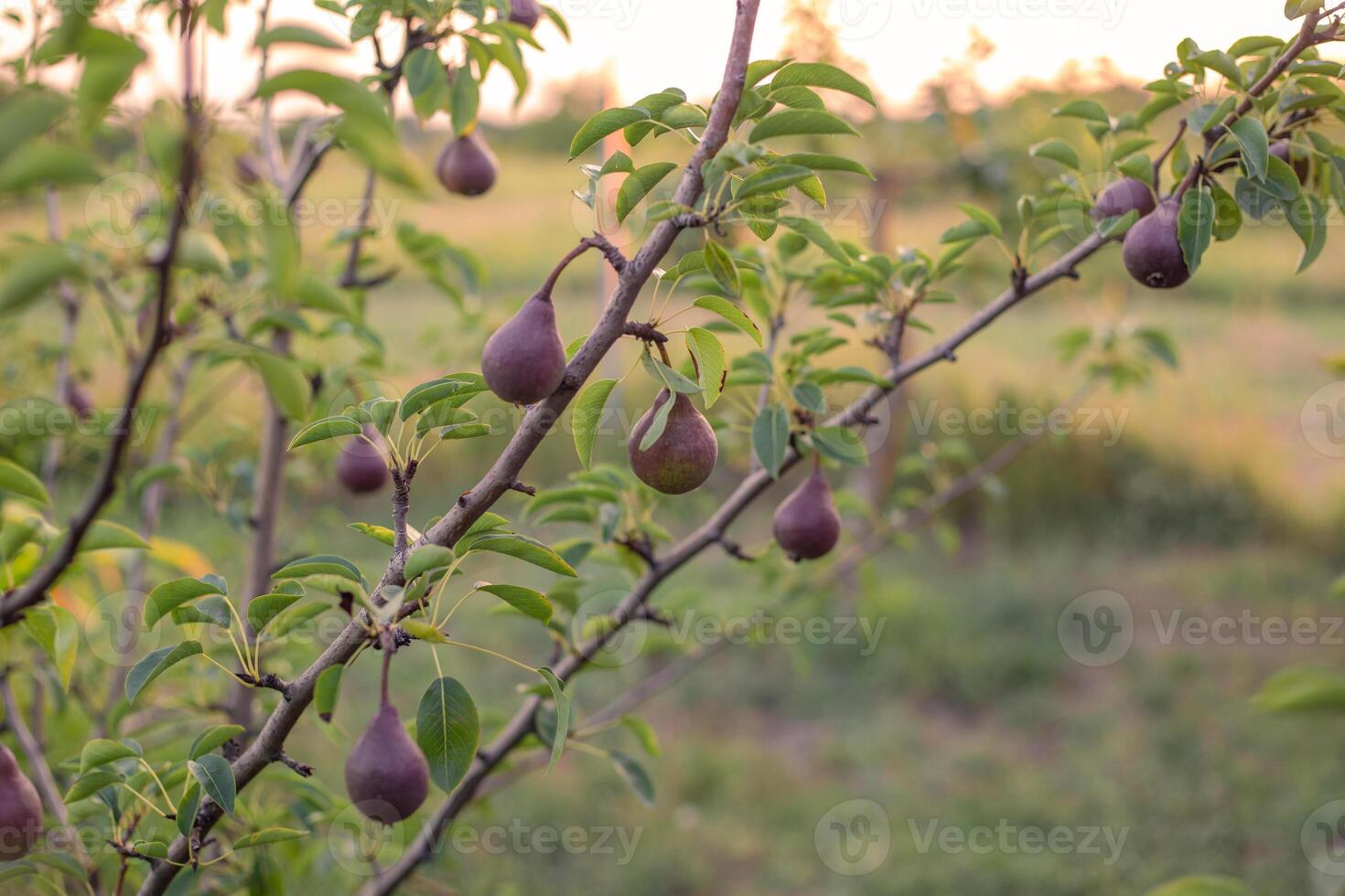 Several dark red pears hanging on a tree branch with foliage in an orchard at sunset photo