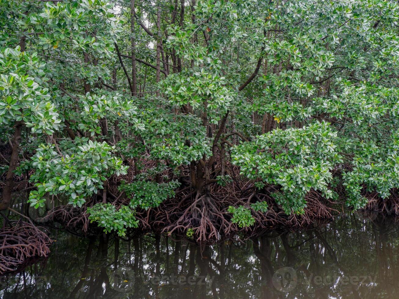 pohon bakau or Mangrove trees and roots function as barriers to sea water photo