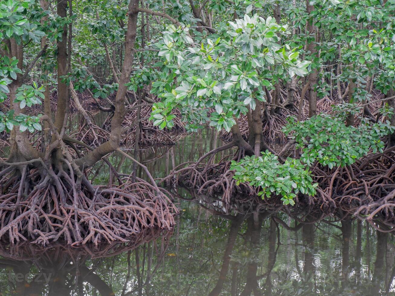 pohon bakau or Mangrove trees and roots function as barriers to sea water abrasion photo