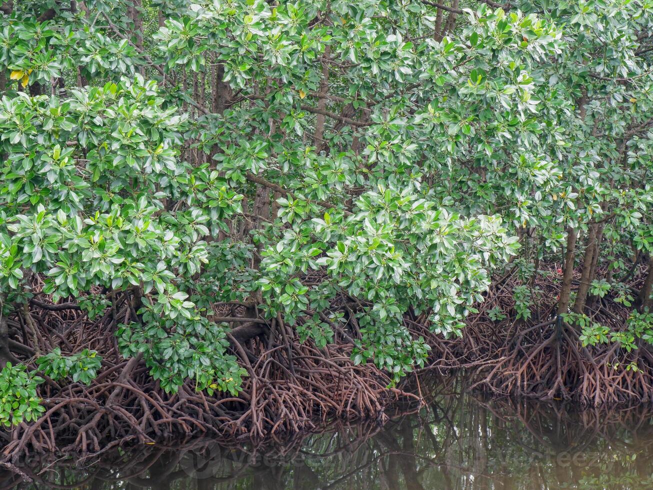 Mangrove trees and roots function as barriers to sea water photo