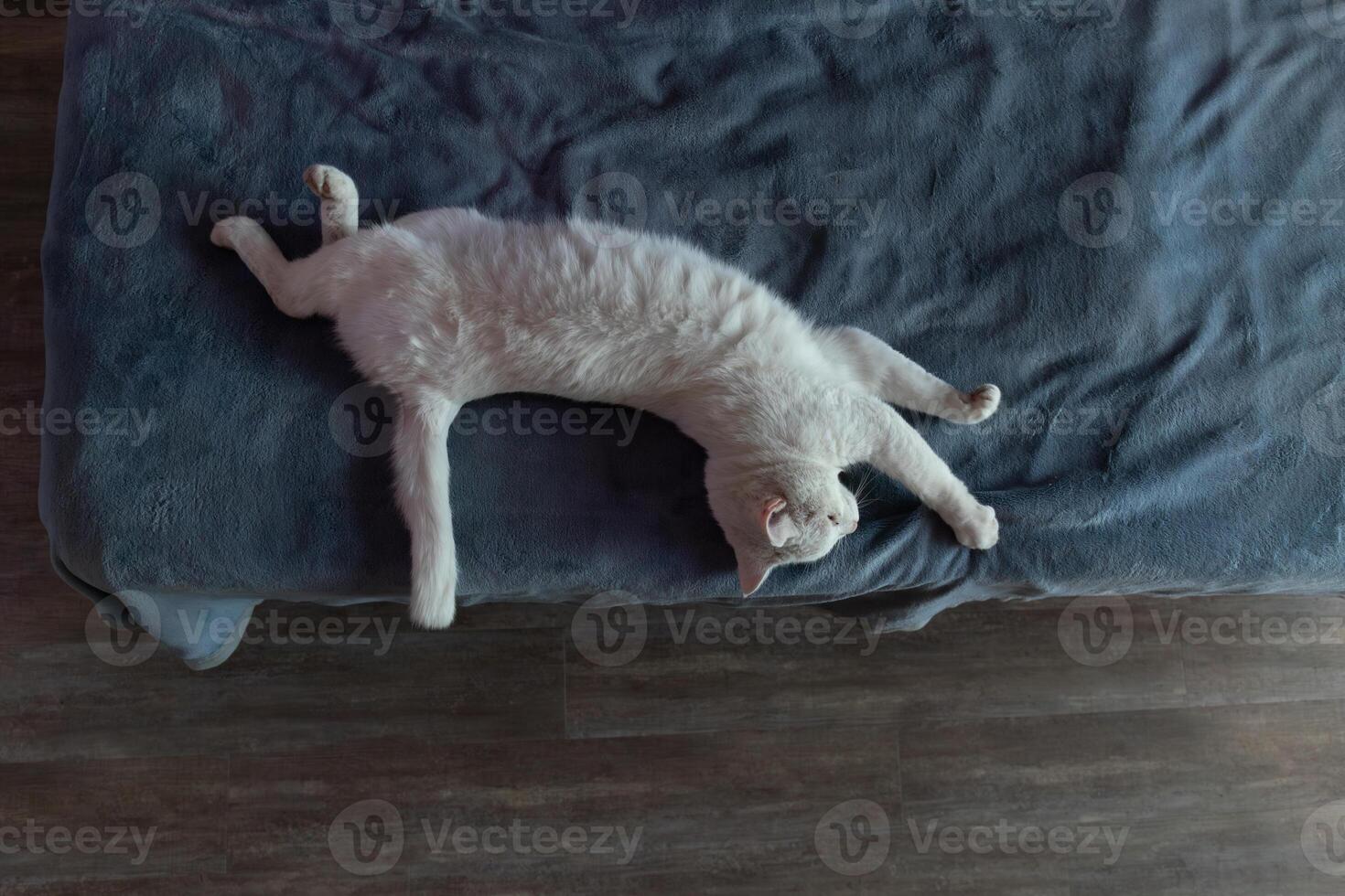 Relaxing White Cat Sprawled on a Cozy Blanket in a Warm Living Room photo