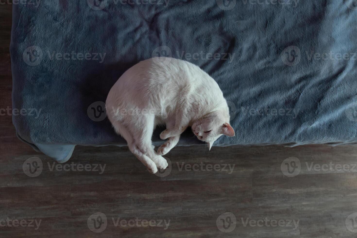Cat Resting Peacefully on a Cozy Blanket in a Serene Indoor Setting photo