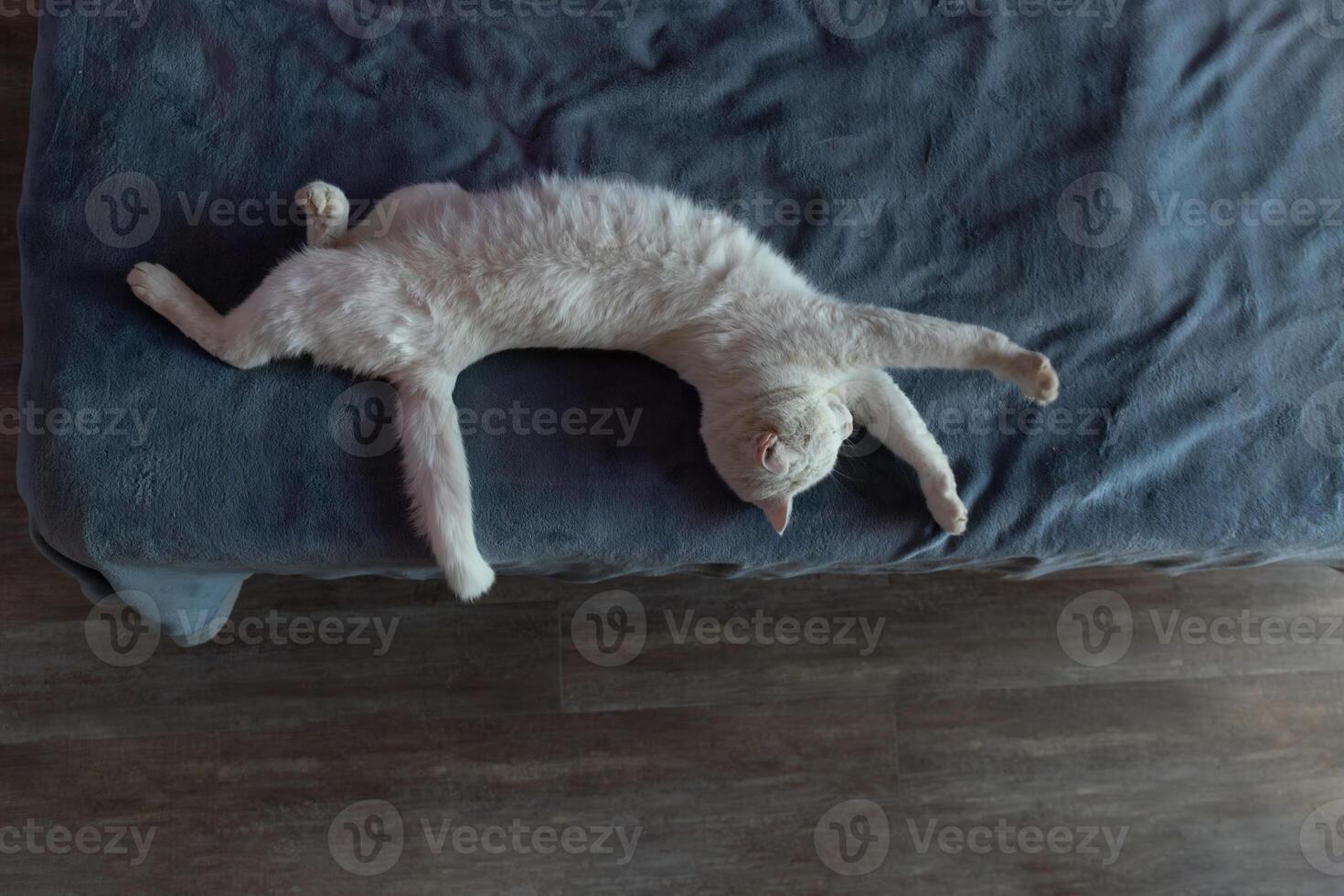 Cat Relaxing in a Cozy Living Room, Stretching on a Soft Couch During Afternoon Sunlight photo