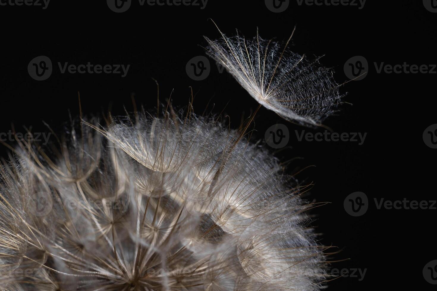 Delicate Tragopogon Seed Dispersal Under Dark Background photo