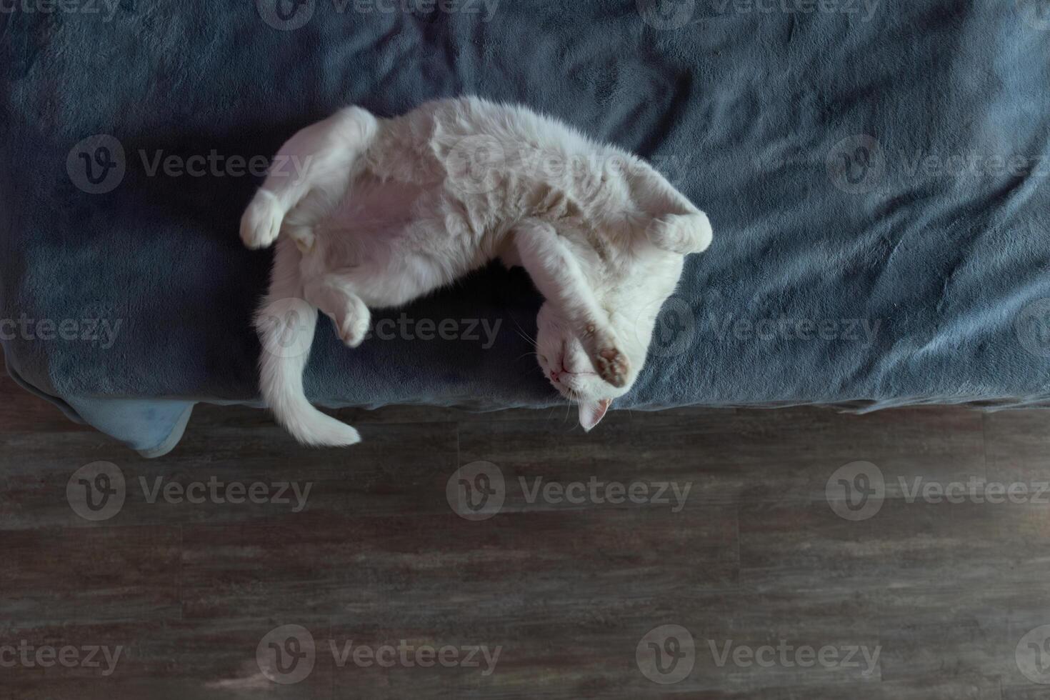 White Cat in Playful Pose Relaxing on Blue Couch in Living Room photo