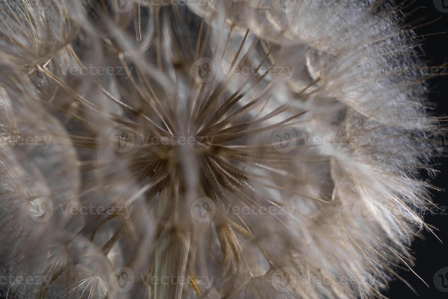 Close-up View of Tragopogon Flower Head Revealing Intricate Seed Structures photo
