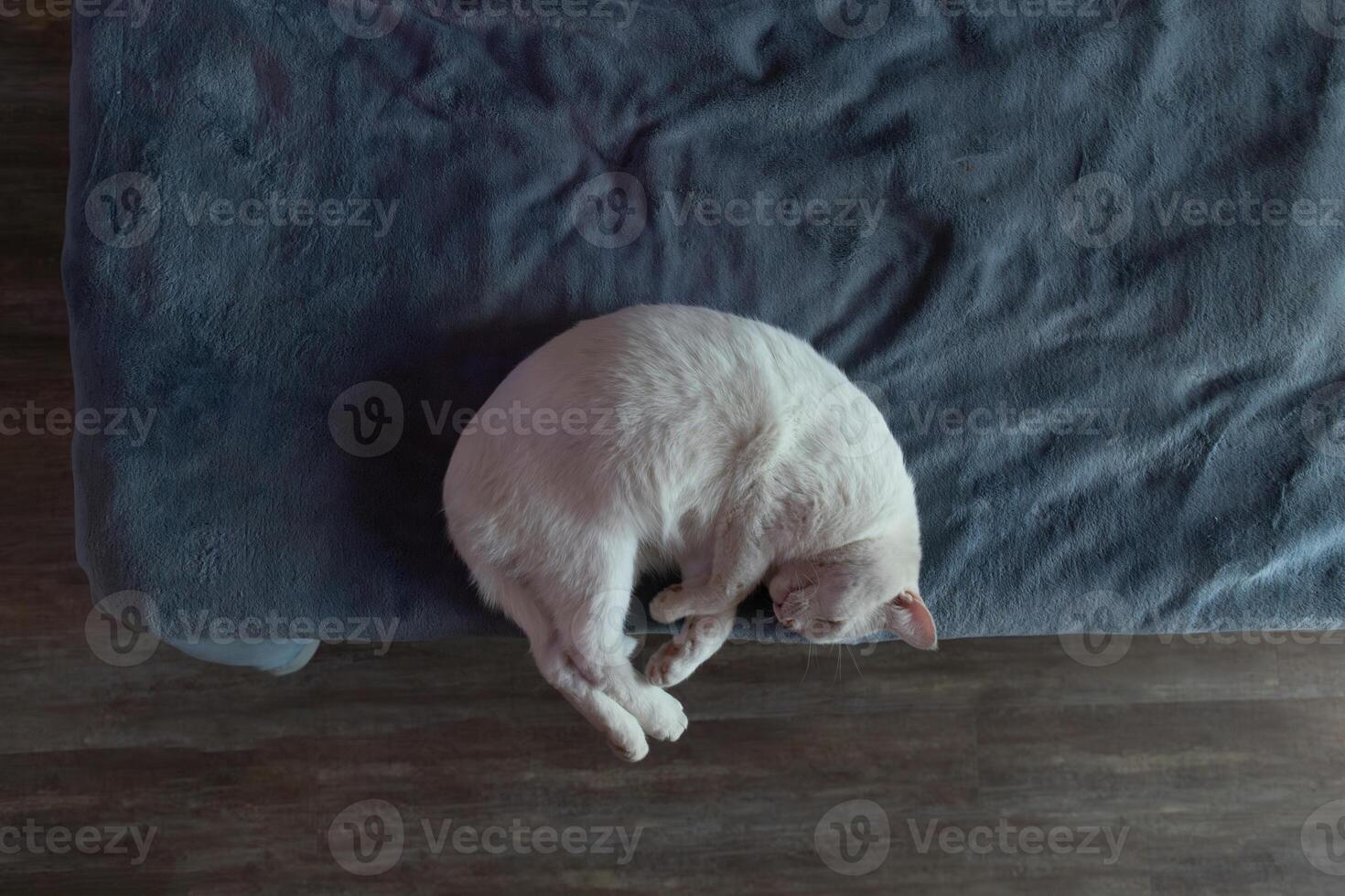 Cat Peacefully Sleeping on a Cozy Blanket in a Warm Indoor Setting During the Day photo