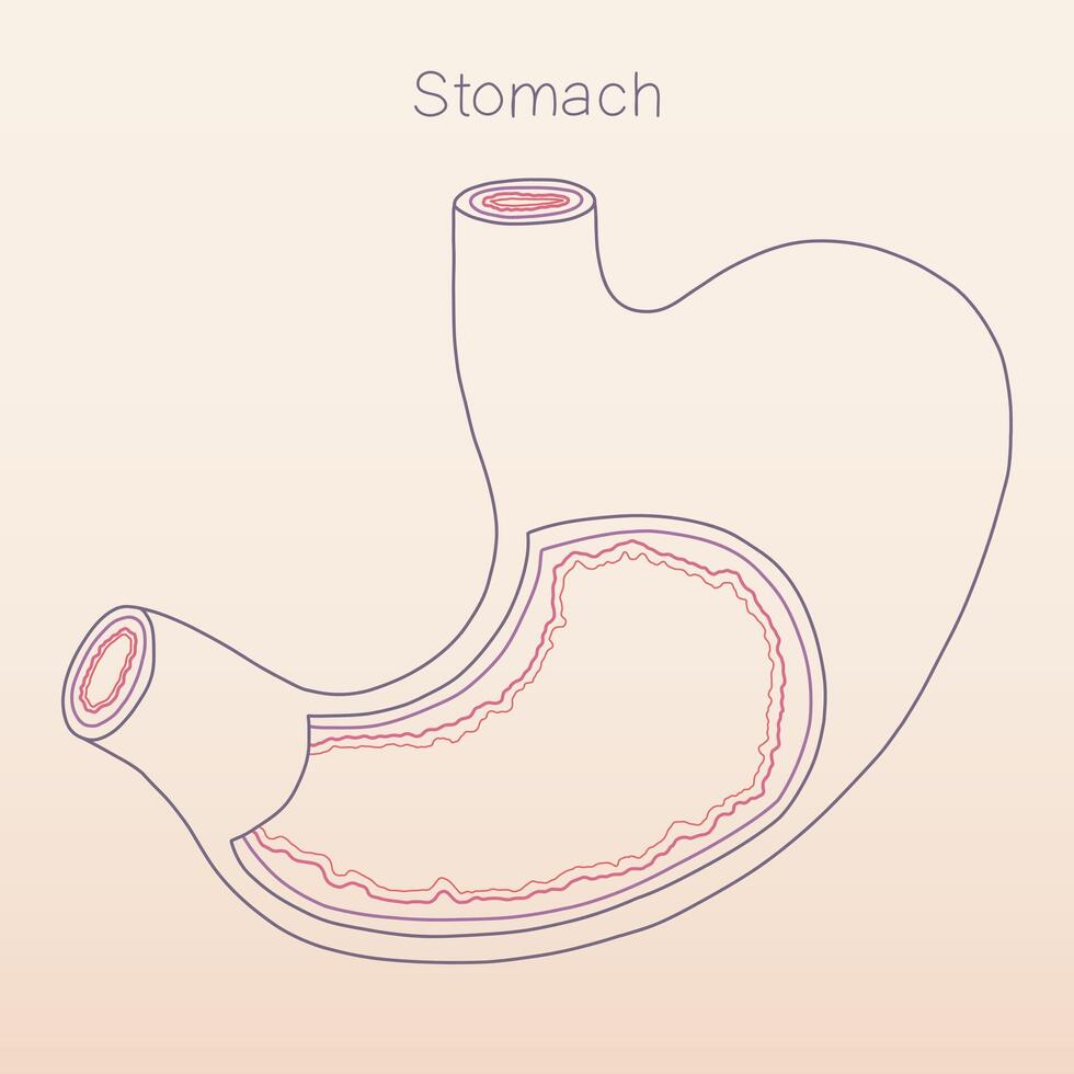 Stomach line art showing multiple layers inside, human organ physiology histology illustration vector